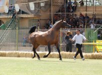DSC_0808.JPG