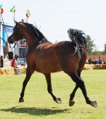 DSC_0823.JPG