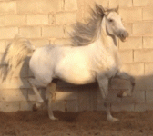 006.gif