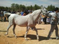 dareshori (8).jpg