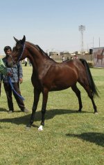 arab 56 (1).jpg