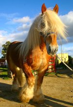 horse-picture-shire-Semental-Breton-Hermano-Gris-horse-best-picture-gallery - Copy.jpg