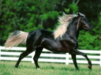 persiangraphic_horse_4002.jpg