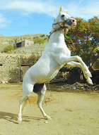 3n1.gif