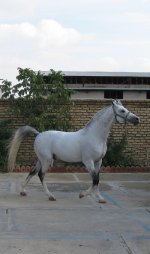 IMG_0436[1].JPG