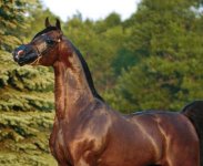 odysseycrop1-466x383.jpg