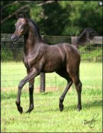 Tessa1-232x298.jpg