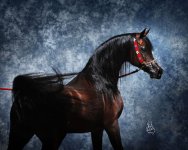 2982-marwan-ss.jpg