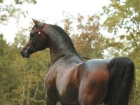 gazal_al_shaqab1.jpg