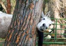 1223743051funny-animals-x028.jpg