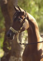 Gazal-x-Bella4[1].jpg