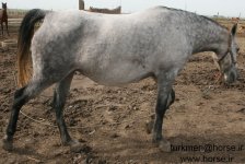 madian kord4.jpg