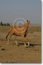 JQ4P5719YomudMare-Roshan-GharaTepeSheikh,Iran.JPG