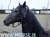 ANSIATOR-FOAL1.jpg