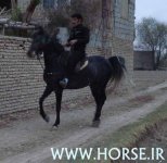 ANSIATOR-FOAL.jpg