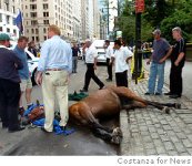 amd_horse.jpg