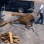 horse-meat-06.jpg