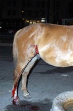 carriage-horse-1.jpg