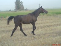 sahar..jpg