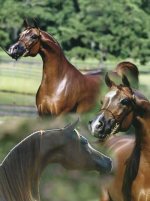 horse21.jpg