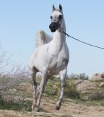 JJ-Apharina-Desert-Judith.jpg
