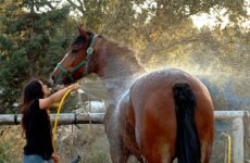 horse-shower-200.jpg