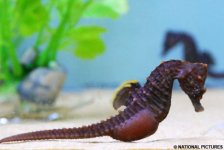seahorse1NAT_468x314.jpg