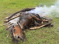 horse1.jpg