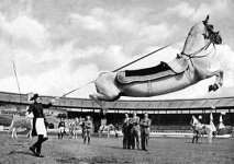 longhorse011.jpg