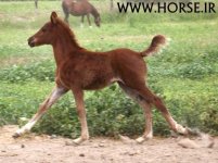 FOAL.jpg
