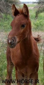 FOAL1.jpg