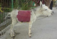 korh khar.jpg