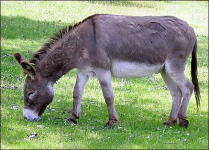 Tedex_Zilco_Donkey.jpg.png