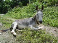 121474-Jamaican-Donkey-0.jpg