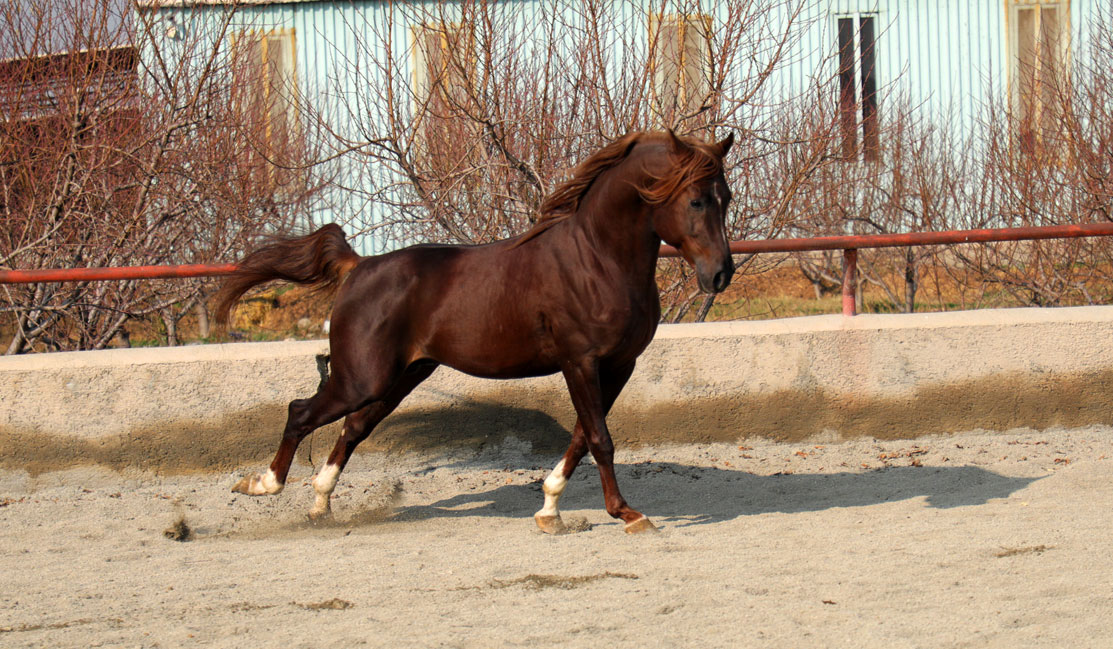 اسب عرب خالص ایرانی وارث