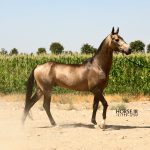 اسب سیلمی آخال تکه آراج (1)