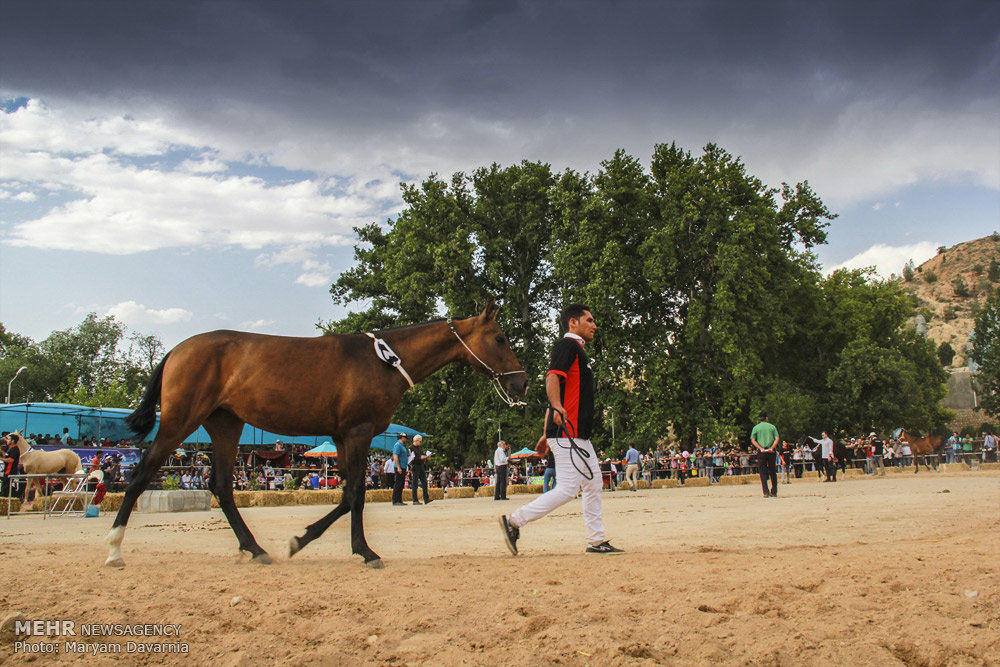 جشنواره مسابقه زیبایی اسب ترکمن