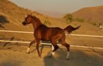 اسب-عرب-مصری-فروشی نریان