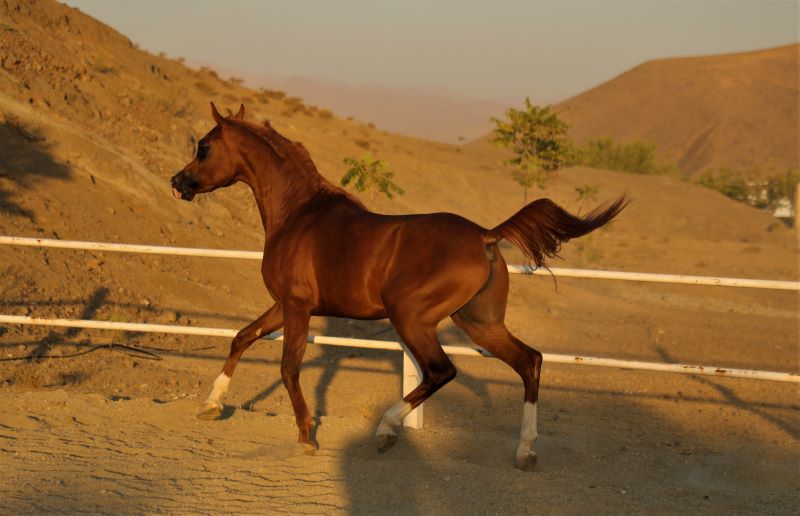 اسب-عرب-مصری-فروشی نریان