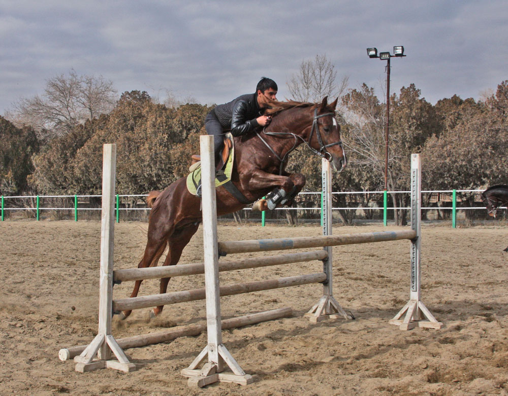 اسب ترکمن یموت کوروش