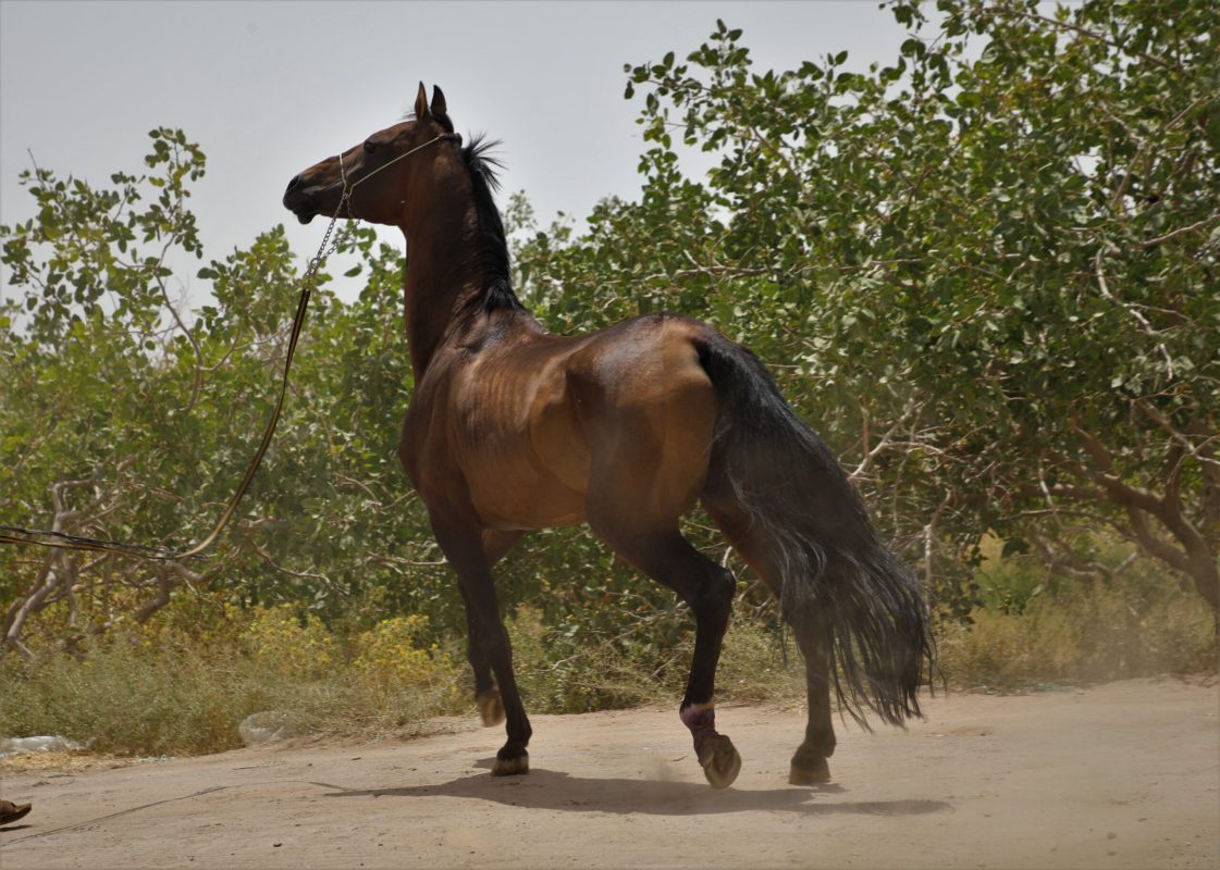 اسب ترکمن آخال تکه سیلمی کیارش (3)