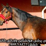 اسب-سیلمی-پرشی-هولشتاین کاندولتو جهت کشش