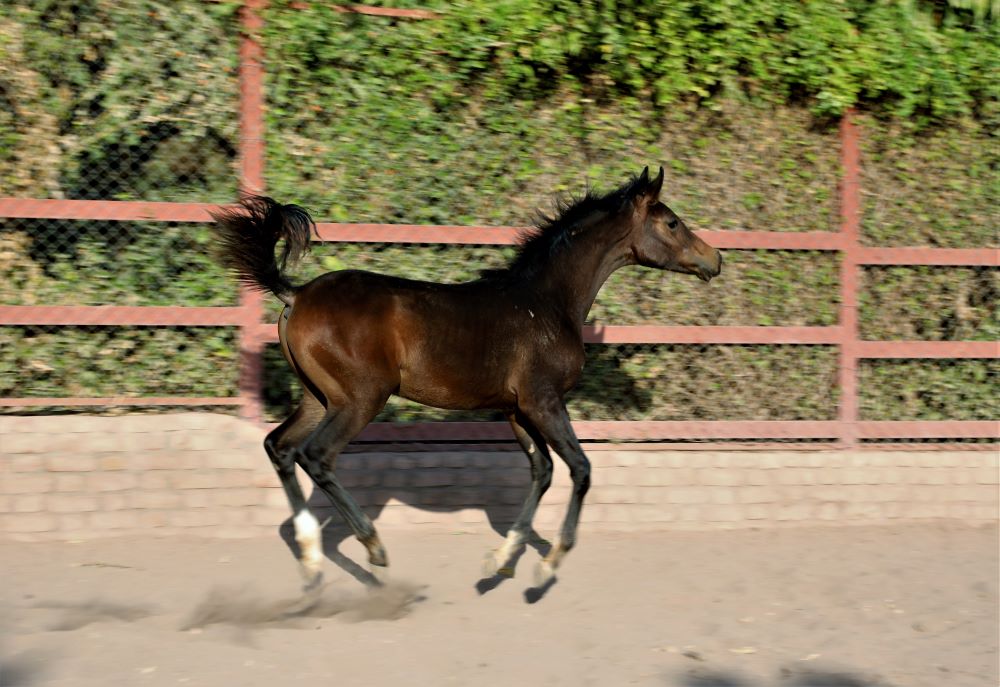 فروش اسب عرب خالص ایرانی نوه اسد