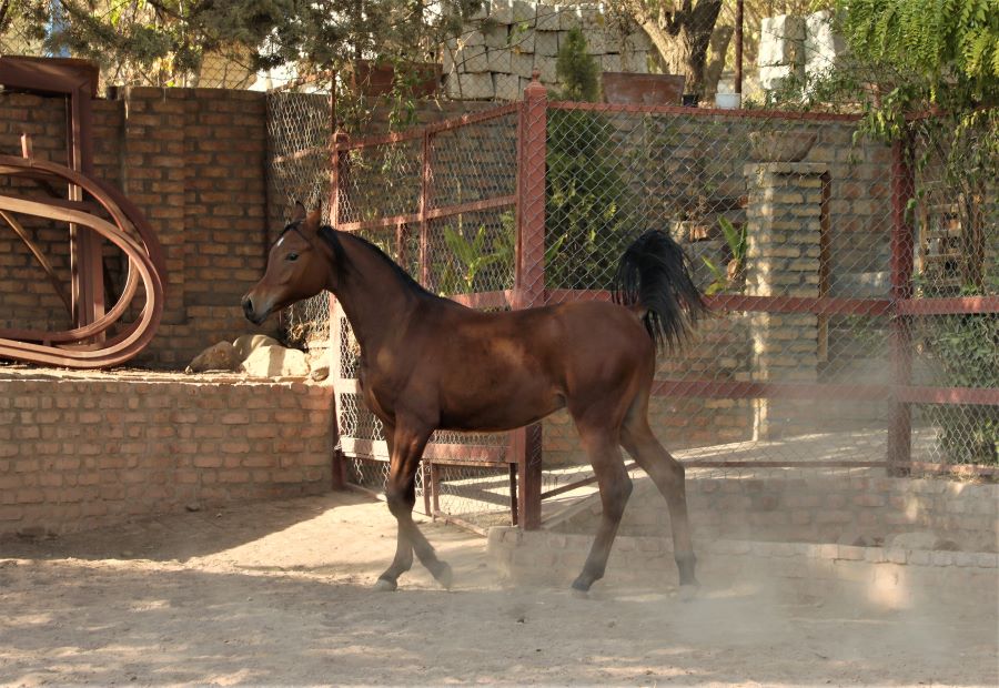 اسب عرب فروشی مصری کره کنز الناصر نریان (6)