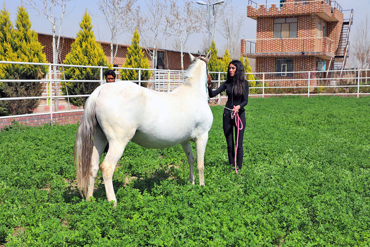 قیمت اسب ترکمن اصیل