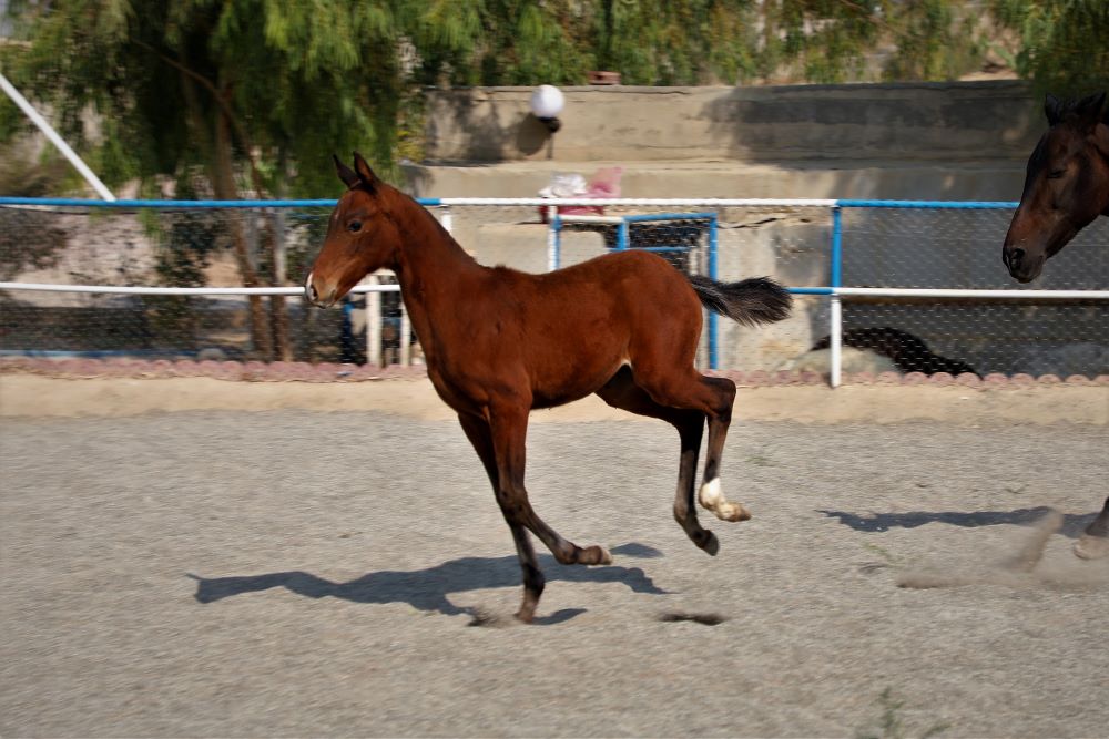 خرید اسب ترکمن آخال تکه (1)