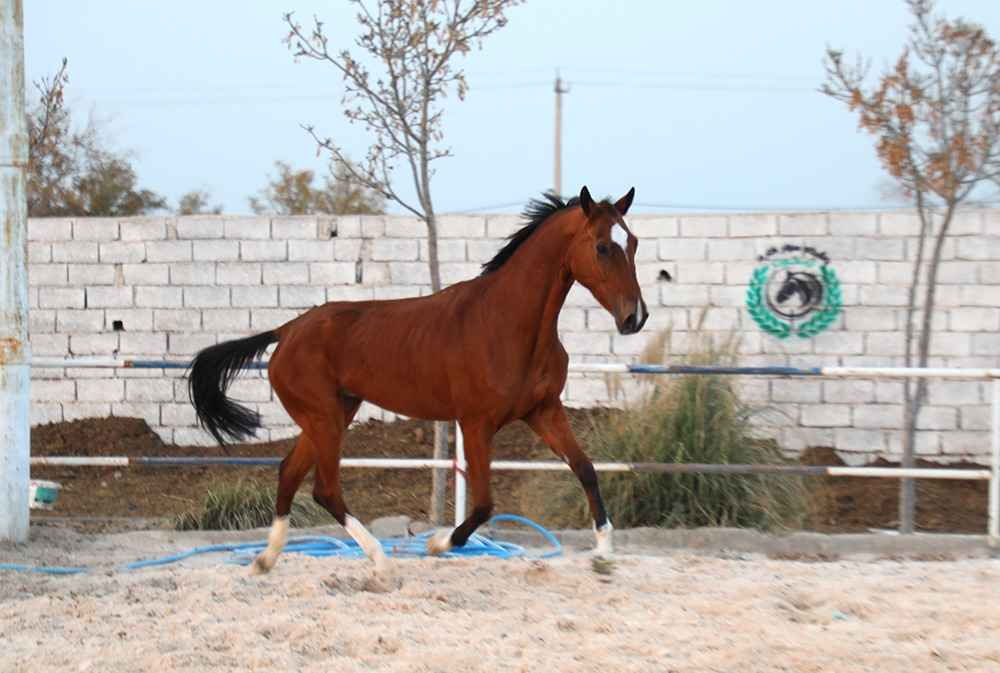 خرید اسب ترکمن آخال تکه مادیان (1)
