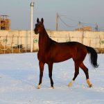 خرید اسب ترکمن پرشی