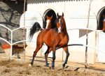 خرید اسب عرب مصری