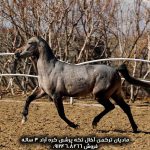 قیمت اسب اخال تکه در ایران آخال تکه در ایران اسب آخال تکه در ایران قیمت اسب اخال تکه در ایران آخال تکه به انگلیسی آخال تکه در ایران آخال تکه اسب ترکمن آخال تکه اسب آخال تکه ایران اسب آخال تکه طلایی اسب آخال تکه ترکمن طلایی اسب آخال تکه قیمت اسب اخال تکه فروشی آخال تکه ترکمن آخال تکه ترکمن طلایی اسب آخال تکه ترکمن طلایی قیمت اسب اخال تکه ترکمن خرید اسب آخال تکه ترکمن